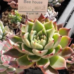 2026年最新】beehouse 多肉の人気アイテム - メルカリ