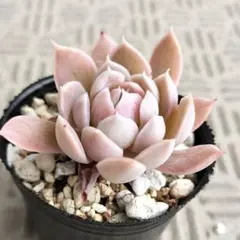 2026年最新】おらいさん苗 円の人気アイテム - メルカリ