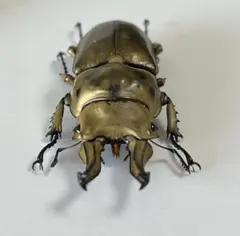 ハワイハネナシクワガタ Apterocyclus 標本 昆虫標本 - メルカリ