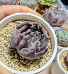 2026年最新】リンゼアナの人気アイテム - メルカリ