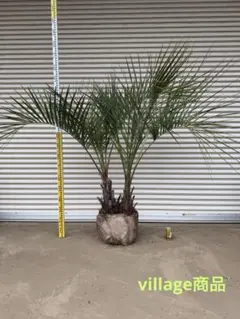 2026年最新】ココスヤシ シルバーリーフの人気アイテム - メルカリ