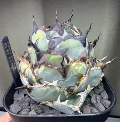 2026年最新】アガベ bb錦の人気アイテム - メルカリ