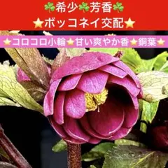 2026年最新】大木ナーセリーの人気アイテム - メルカリ