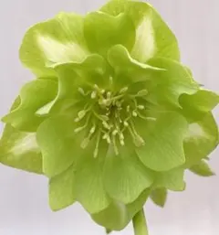 2026年最新】広瀬園芸 クリスマスローズの人気アイテム - メルカリ