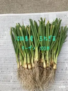 2026年最新】淡路島玉ねぎ苗の人気アイテム - メルカリ