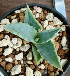 2026年最新】アガベ モンタナの人気アイテム - メルカリ