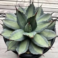 2026年最新】アガベ パリー 吉祥天錦の人気アイテム - メルカリ