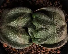 2026年最新】ガステリア属の人気アイテム - メルカリ