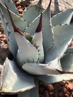 2026年最新】アガベ パリー ネオメキシカーナの人気アイテム - メルカリ