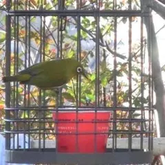 2026年最新】メジロ籠 めじろ籠の人気アイテム - メルカリ