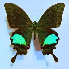 2026年最新】ルリモンアゲハの人気アイテム - メルカリ