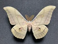 2026年最新】蛾標本の人気アイテム - メルカリ