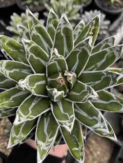 2026年最新】アガベ姫笹の雪の人気アイテム - メルカリ