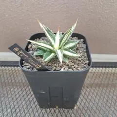 2026年最新】ホリダ 白中斑の人気アイテム - メルカリ