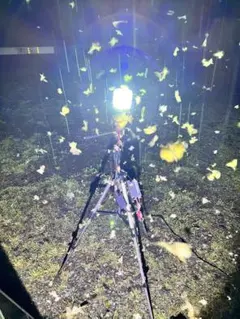 2026年最新】灯火採集の人気アイテム - メルカリ