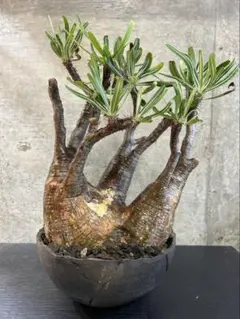 2026年最新】パキポディウムグラキリス 現地球の人気アイテム - メルカリ