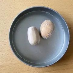 2026年最新】エンセファラルトスの人気アイテム - メルカリ