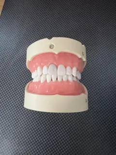 2026年最新】顎模型 歯科衛生士の人気アイテム - メルカリ