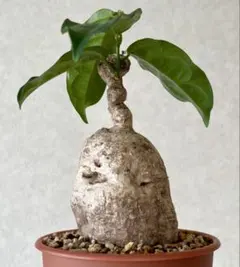 2026年最新】アデニアの人気アイテム - メルカリ