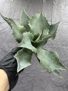 2026年最新】オバティフォリア斑入りの人気アイテム - メルカリ