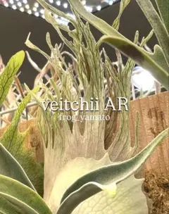 2026年最新】ビカクシダ アーバンリバーの人気アイテム - メルカリ