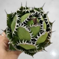 2026年最新】ホリダ 陽炎の人気アイテム - メルカリ