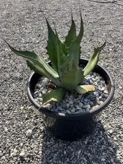 2026年最新】サルミアナ フェロックスの人気アイテム - メルカリ