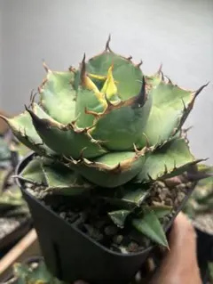 2026年最新】タランチュラ アガベの人気アイテム - メルカリ