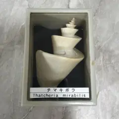 2026年最新】チマキボラの人気アイテム - メルカリ