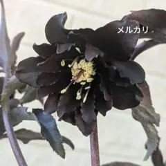 2026年最新】クリスマスローズ ブラックマジックの人気アイテム - メルカリ