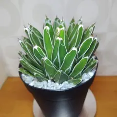 2026年最新】アガベ笹の雪輝山ダルマの人気アイテム - メルカリ