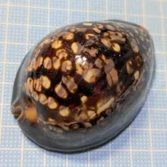 2026年最新】貝標本 ダカラの人気アイテム - メルカリ