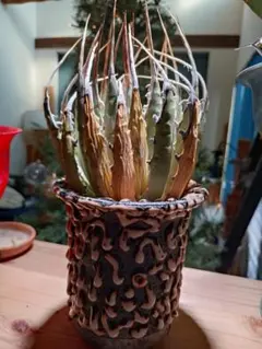 2026年最新】エボリスピナ 斑入りの人気アイテム - メルカリ