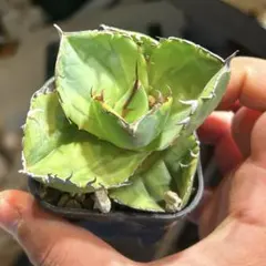 2026年最新】ジャガーノート錦の人気アイテム - メルカリ