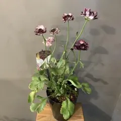 2026年最新】ラナンキュラスイカロスの人気アイテム - メルカリ