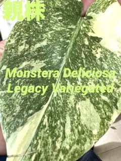 2026年最新】モンステラ レガシーの人気アイテム - メルカリ