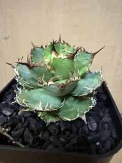 2026年最新】アガベ チタノタ フィリグリーの人気アイテム - メルカリ