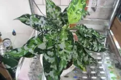 2026年最新】アンダマン アグラオネマの人気アイテム - メルカリ