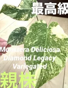 2026年最新】モンステラ デリシオーサ レガシーの人気アイテム - メルカリ