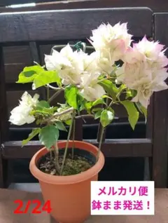 2026年最新】ブーゲンビリア苗の人気アイテム - メルカリ