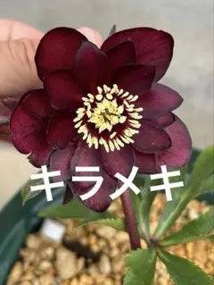 2026年最新】キラメキ クリスマスローズの人気アイテム - メルカリ