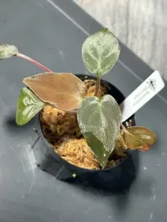 2026年最新】ホマロメナ Homalomenaの人気アイテム - メルカリ