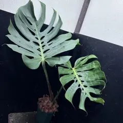 2026年最新】モンステラ デリシオーサ マクロコズムの人気アイテム