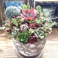 2026年最新】多肉 そのまま飾れる寄せ植えの人気アイテム - メルカリ