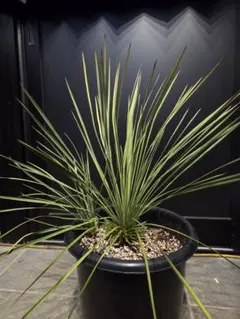 2026年最新】ユッカ リネアリフォリアの人気アイテム - メルカリ