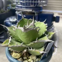 2026年最新】タランチュラ アガベの人気アイテム - メルカリ