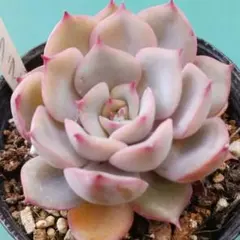 2026年最新】ロウルサンコ 多肉の人気アイテム - メルカリ