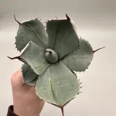 2026年最新】アガベ パリー 大株の人気アイテム - メルカリ