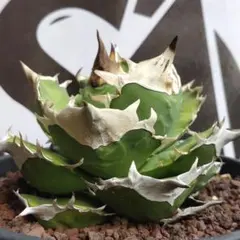 2026年最新】上澳園芸の人気アイテム - メルカリ