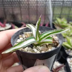 2026年最新】氷山 中斑の人気アイテム - メルカリ